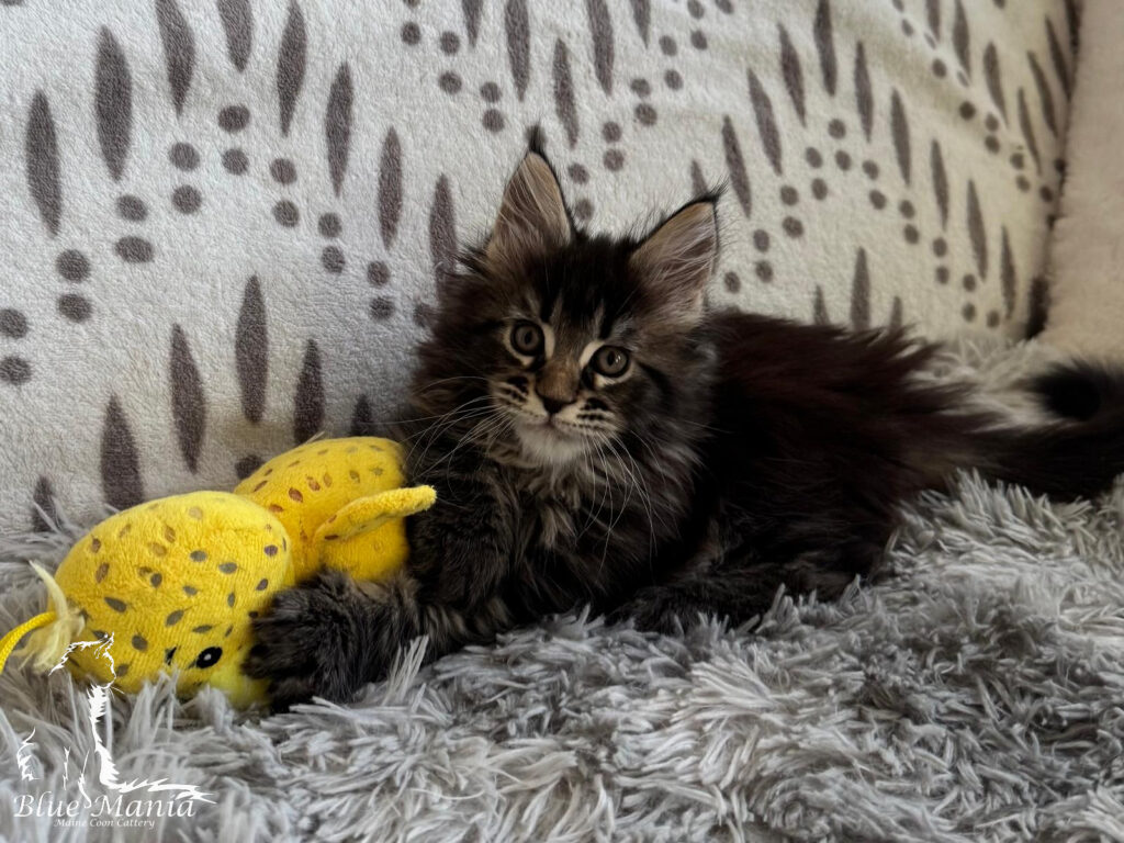 Archiwum Miotów | Poprzednie Kocięta Maine Coon - Blue Mania 4 Hodowla Maine Coon Archiwum Miotów | Poprzednie Kocięta Maine Coon - Blue Mania 4