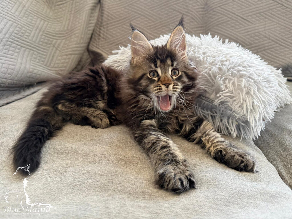 Archiwum Miotów | Poprzednie Kocięta Maine Coon - Blue Mania 3 Hodowla Maine Coon Archiwum Miotów | Poprzednie Kocięta Maine Coon - Blue Mania 3