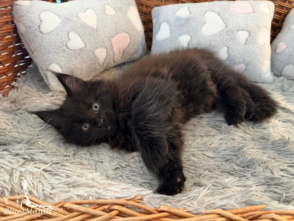 Archiwum Miotów | Poprzednie Kocięta Maine Coon - Blue Mania 2 Hodowla Maine Coon Archiwum Miotów | Poprzednie Kocięta Maine Coon - Blue Mania 2