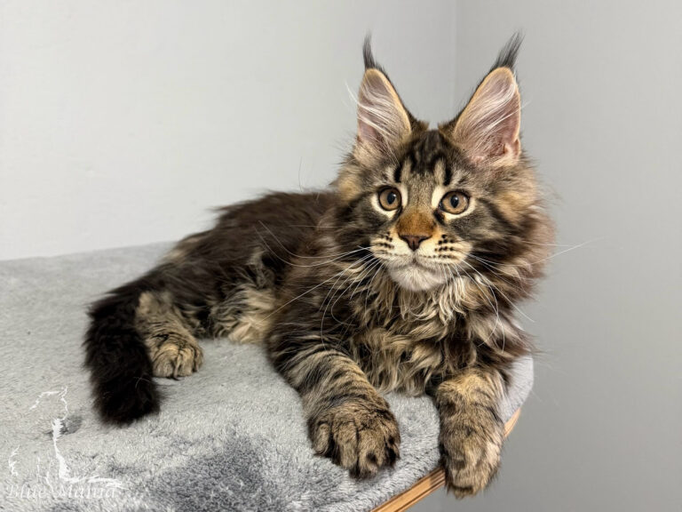 Hodowla Maine Coon a Żywienie Kota: Dieta BARF czy Karma