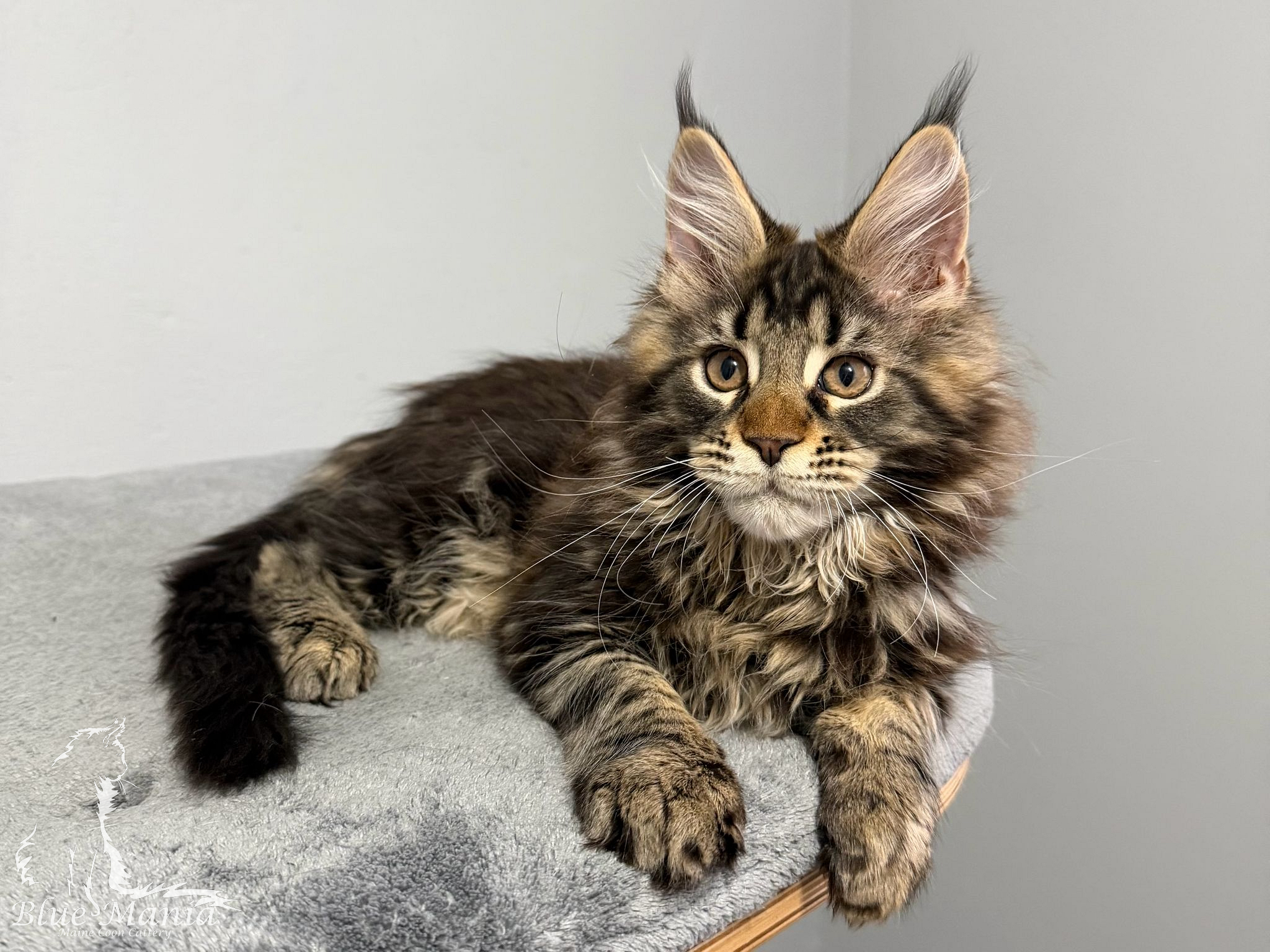 Hodowla Maine Coon a Żywienie Kota: Dieta BARF czy Karma