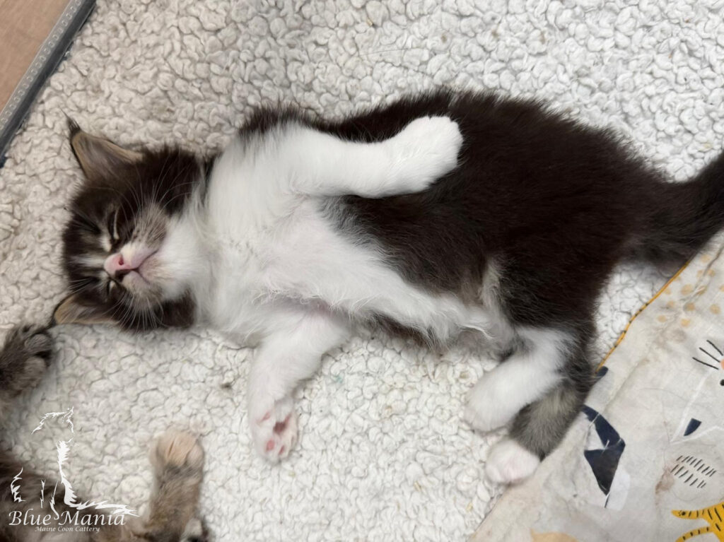 Wgłobienie jelit u kota rasy Maine Coon
