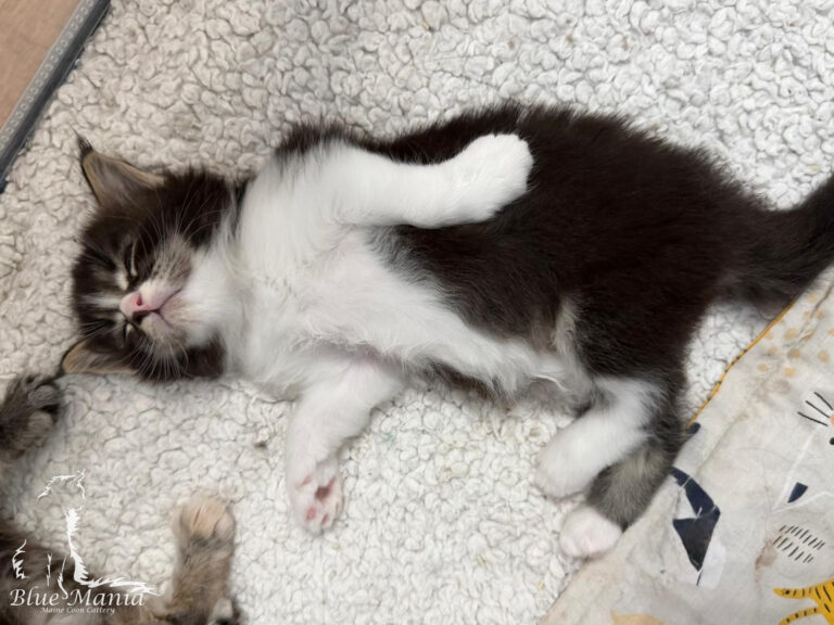 Wgłobienie jelit u kota rasy Maine Coon