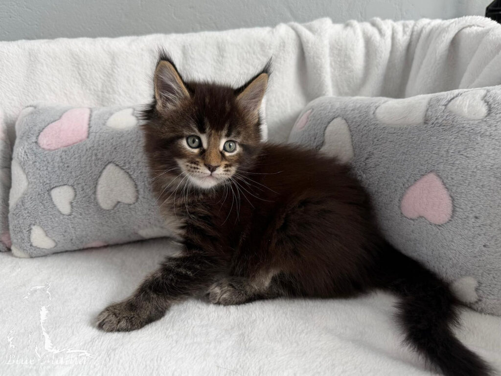 Hodowla Maine Coon Mioty - Kocięta 19