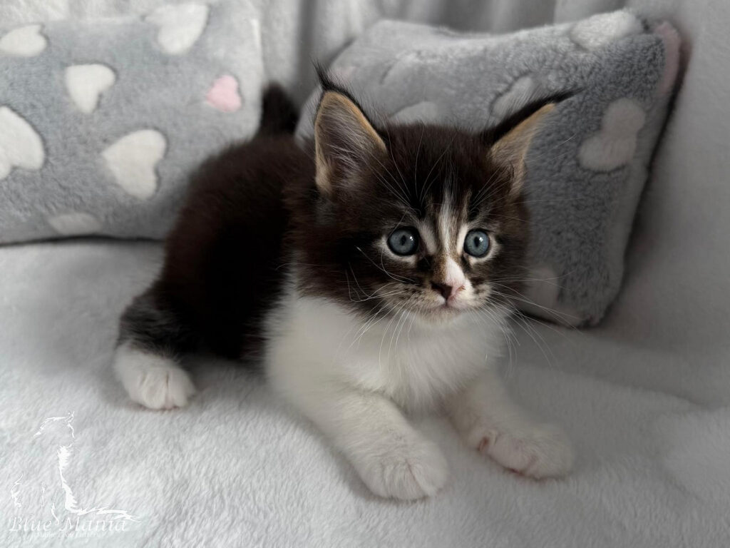 Hodowla Maine Coon Mioty - Kocięta 18