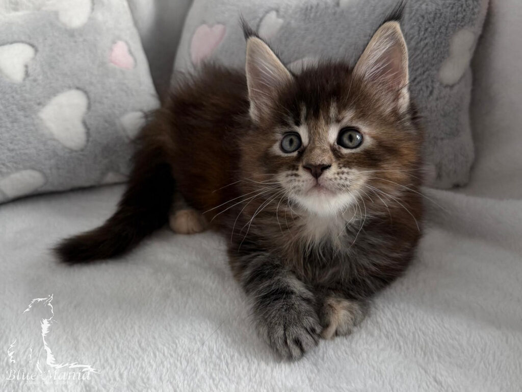 Hodowla Maine Coon Mioty - Kocięta 20