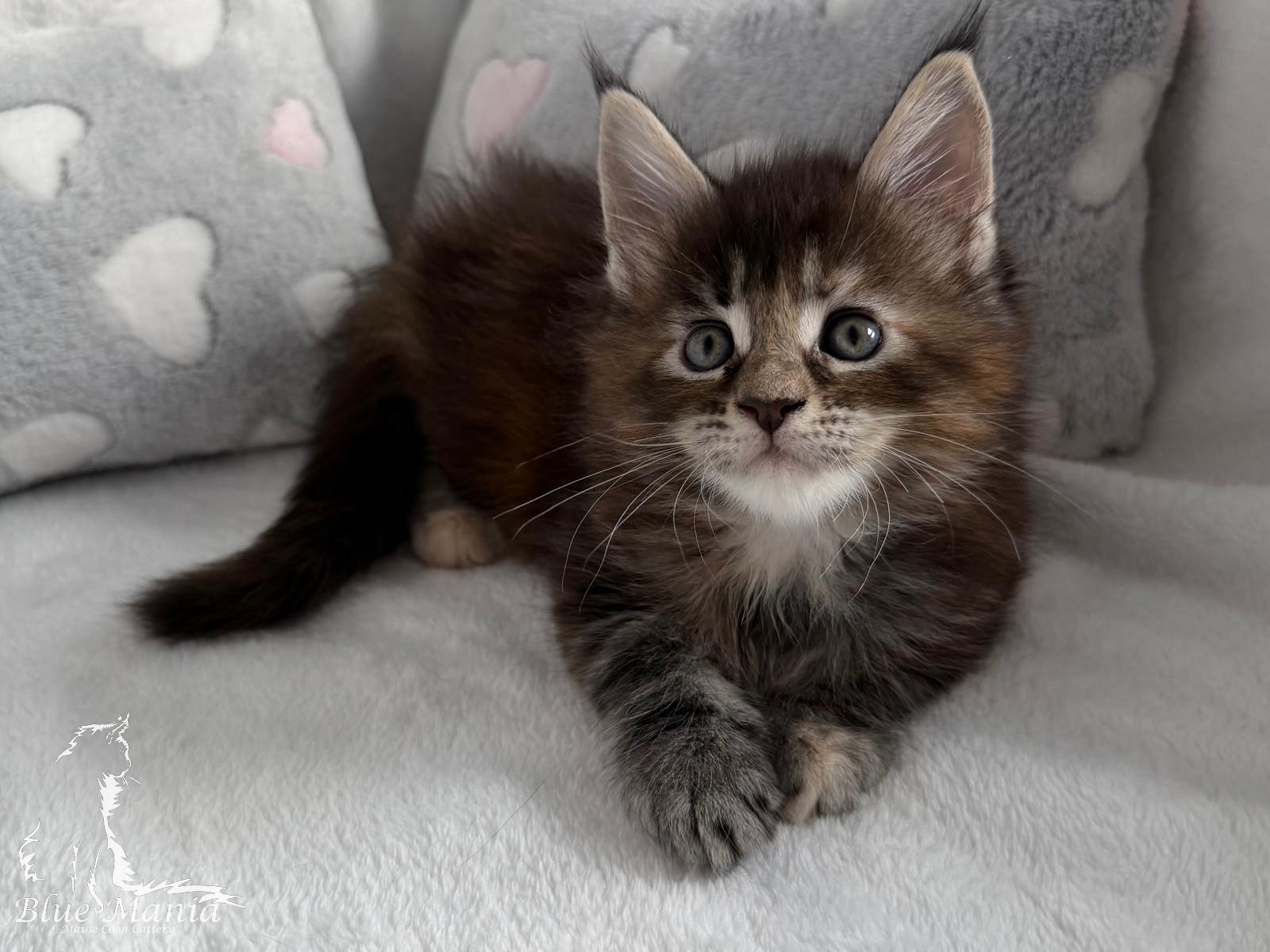 Harper Blue Mania*PL – kotka Maine Coon, MCO f 22