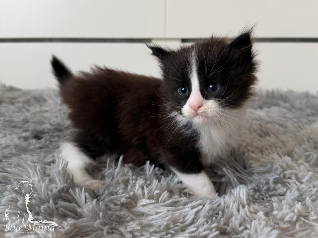 Hodowla Maine Coon Mioty - Kocięta 6