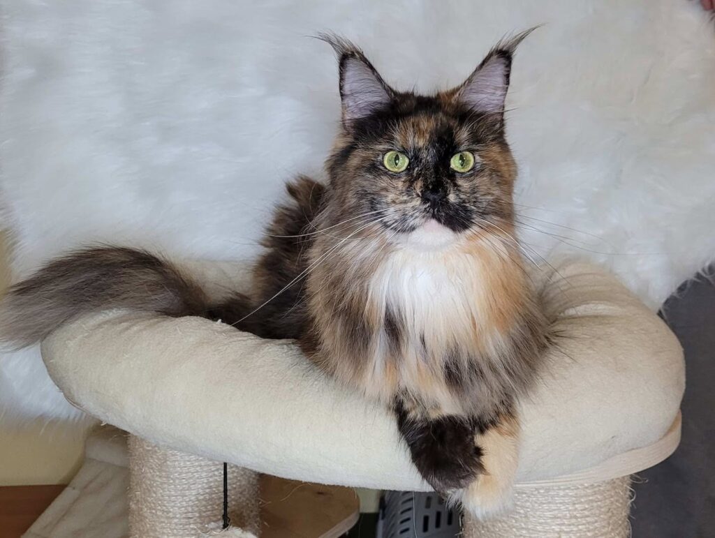 Holly II Cogito*PL – kotka Maine Coon, MCO f