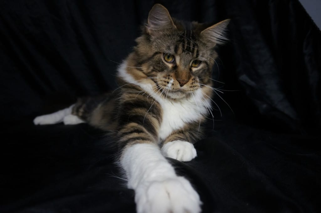 Mhorag Mag Mell*PL – kocur Maine Coon, MCO n 09 22