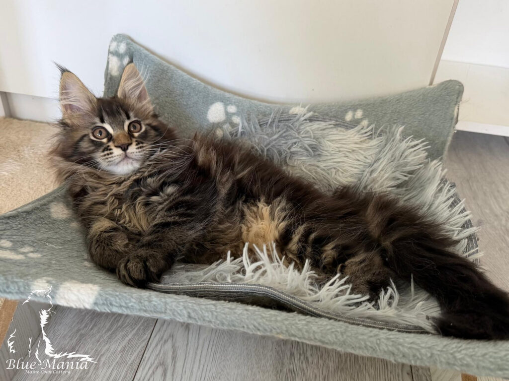 Gabi Blue Mania*PL – kotka Maine Coon, MCO n 22