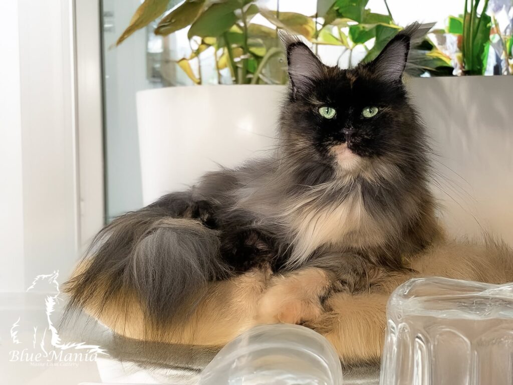 Harriet Cogito*PL – kotka Maine Coon, MCO f