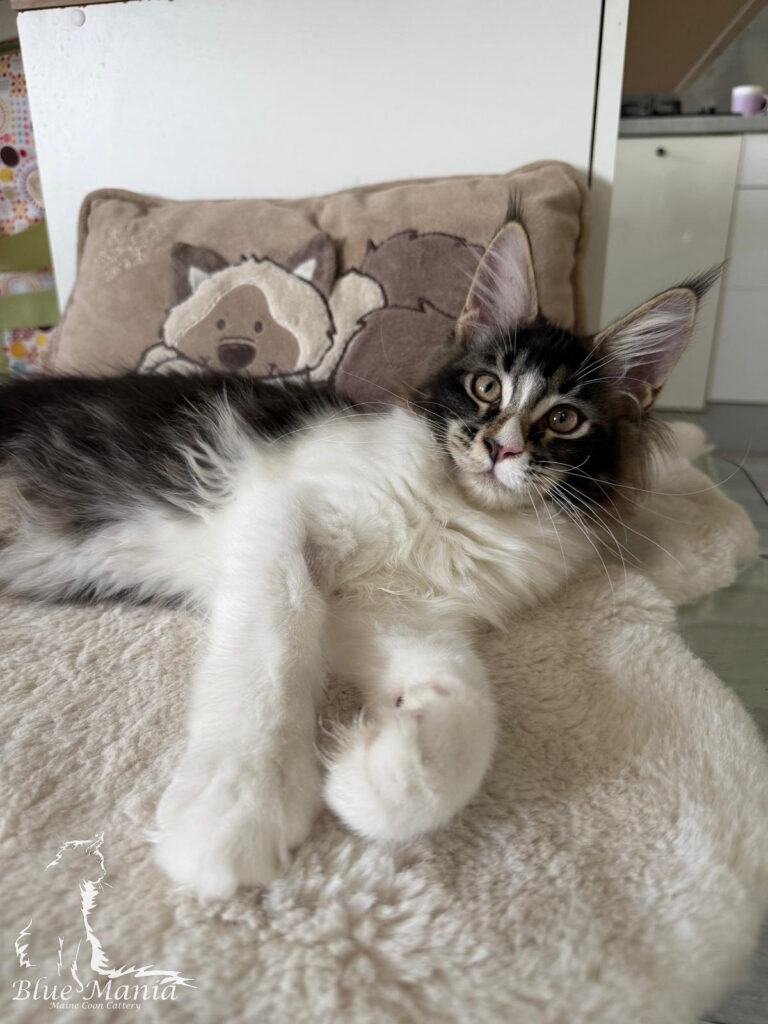 Hudson – kocię Maine Coon, MCO n 09 22