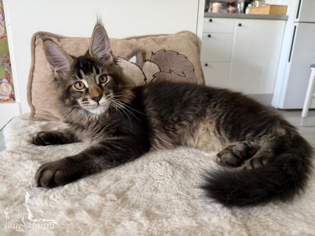 Hunter – kocię Maine Coon, MCO n 22