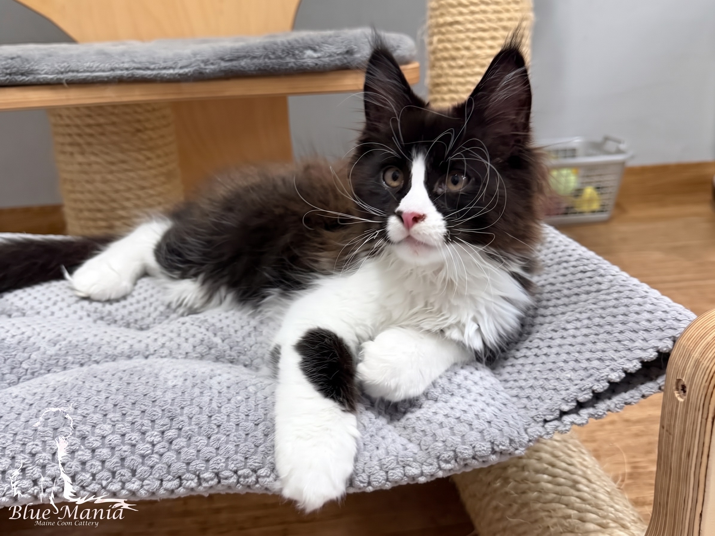 Itan – kocię Maine Coon, MCO n 09