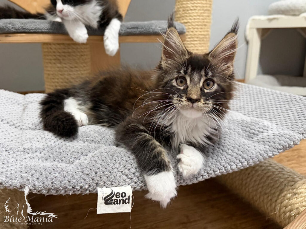 Ivec – kocię Maine Coon, MCO n 09 22