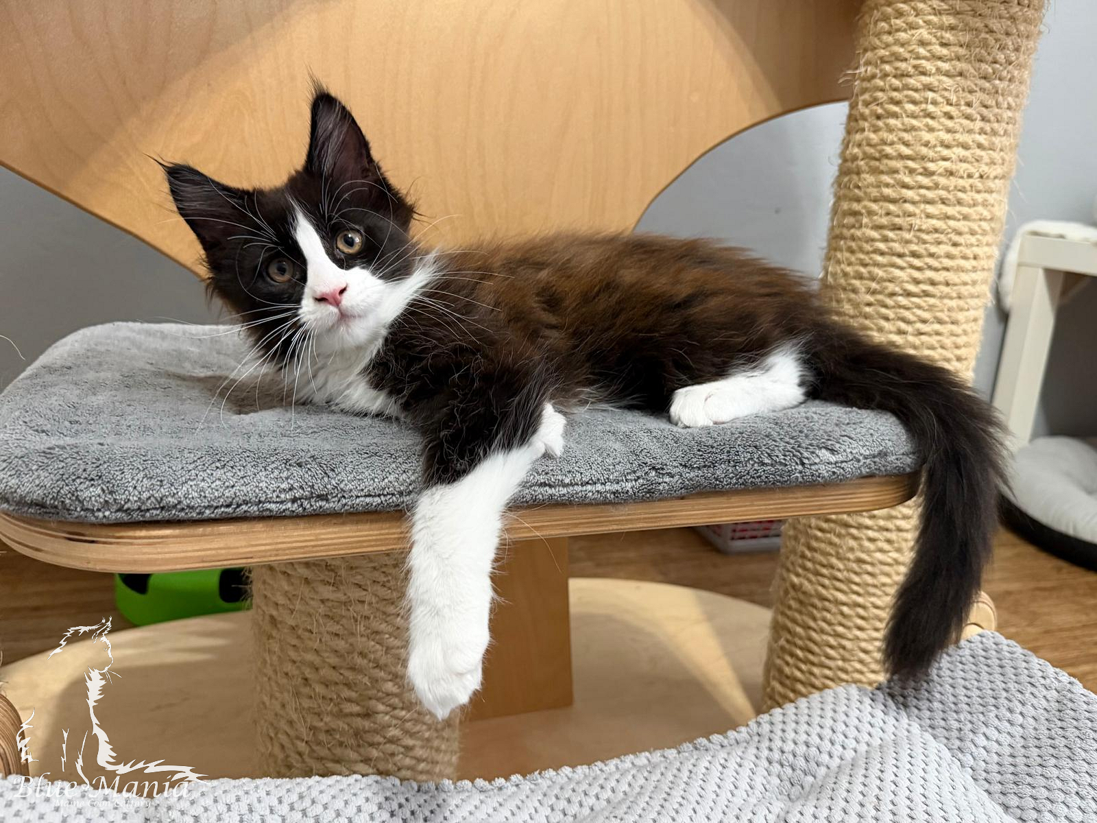 Iggy – kocię Maine Coon, MCO n 09