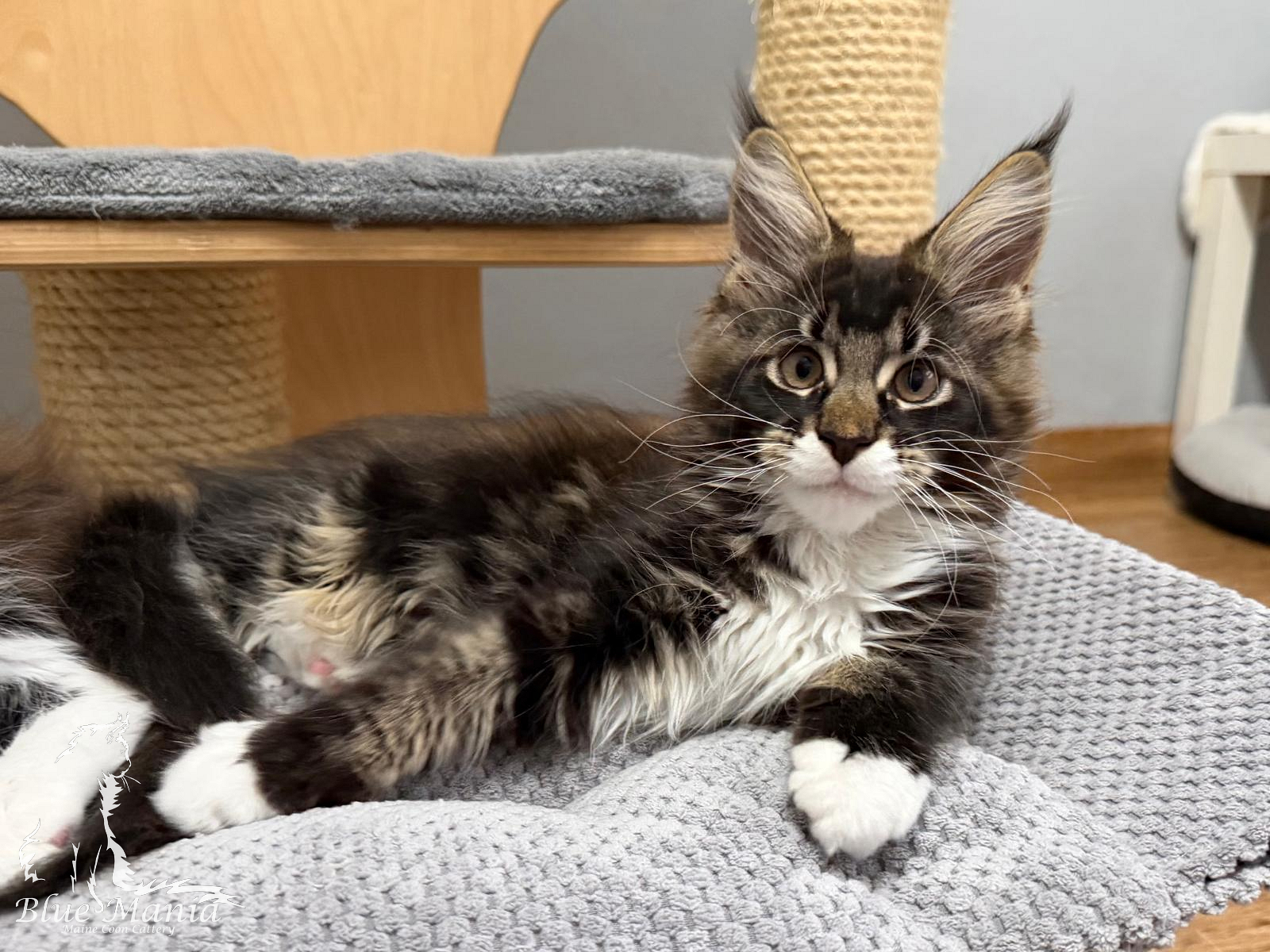 Indi – kocię Maine Coon, MCO n 09 22