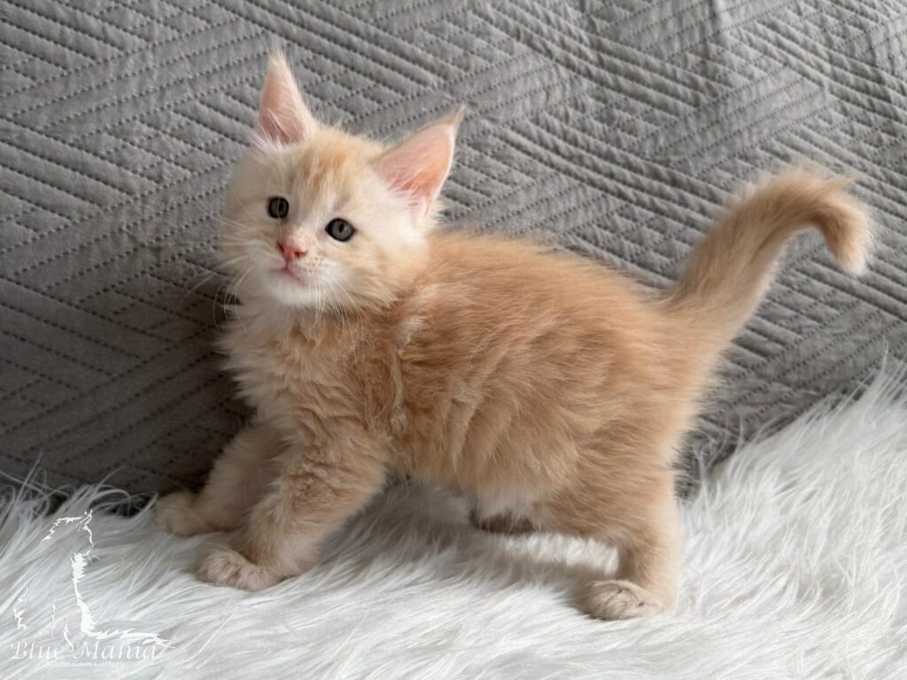 Jarpen – kocię Maine Coon, MCO ds