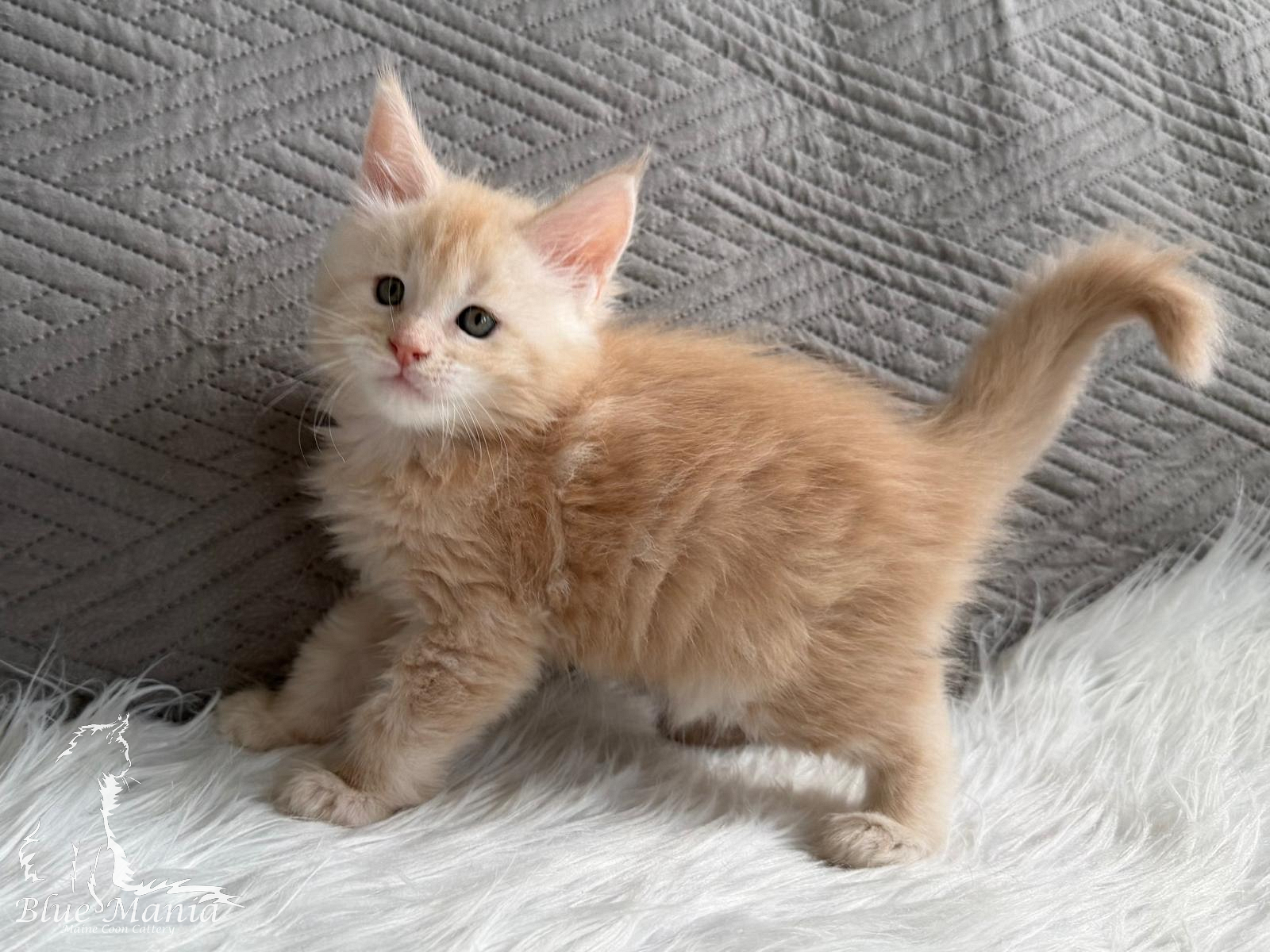 Jarpen – kocię Maine Coon, MCO ds