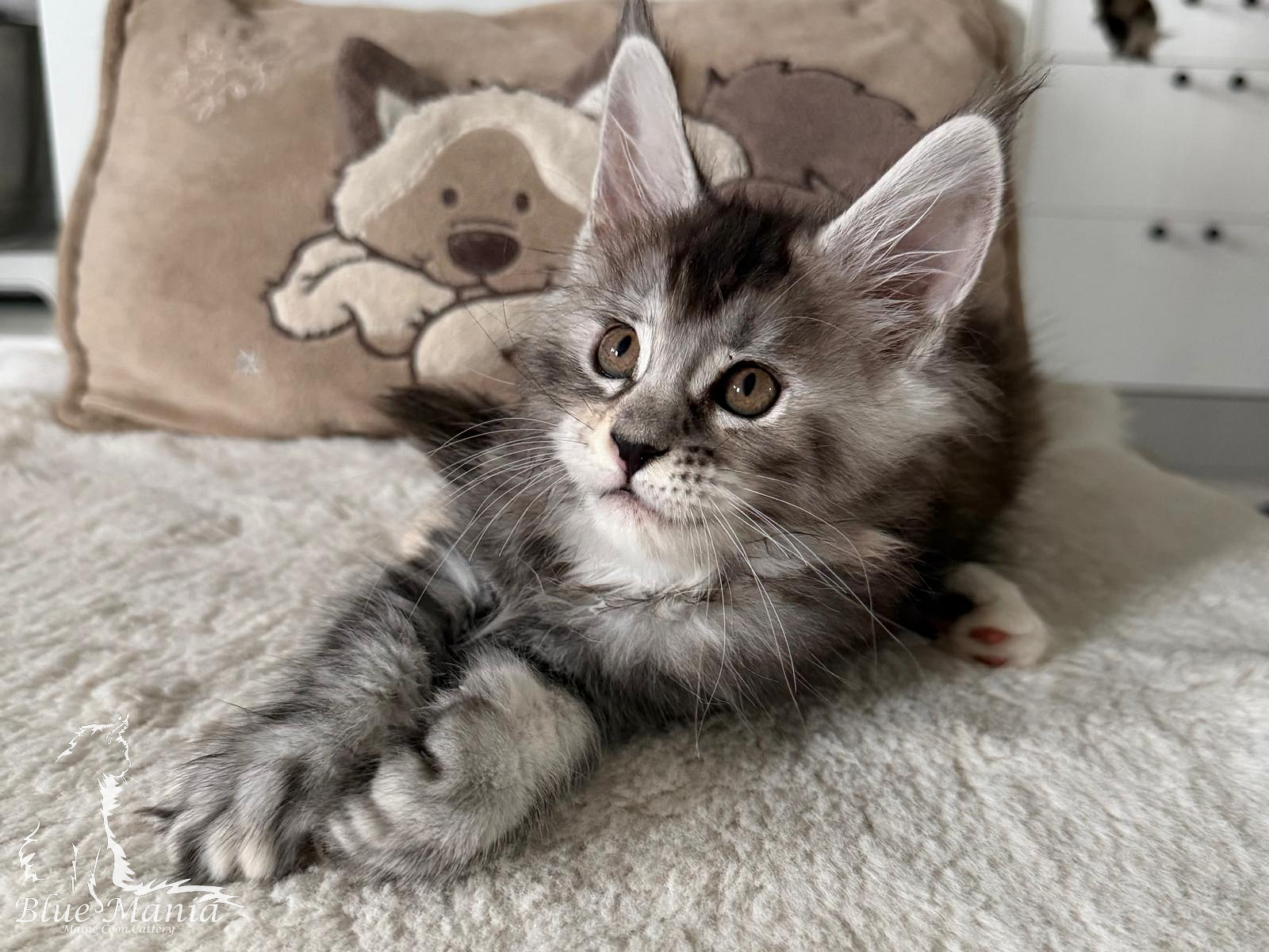 Jolie – kocię Maine Coon, MCO fs 22