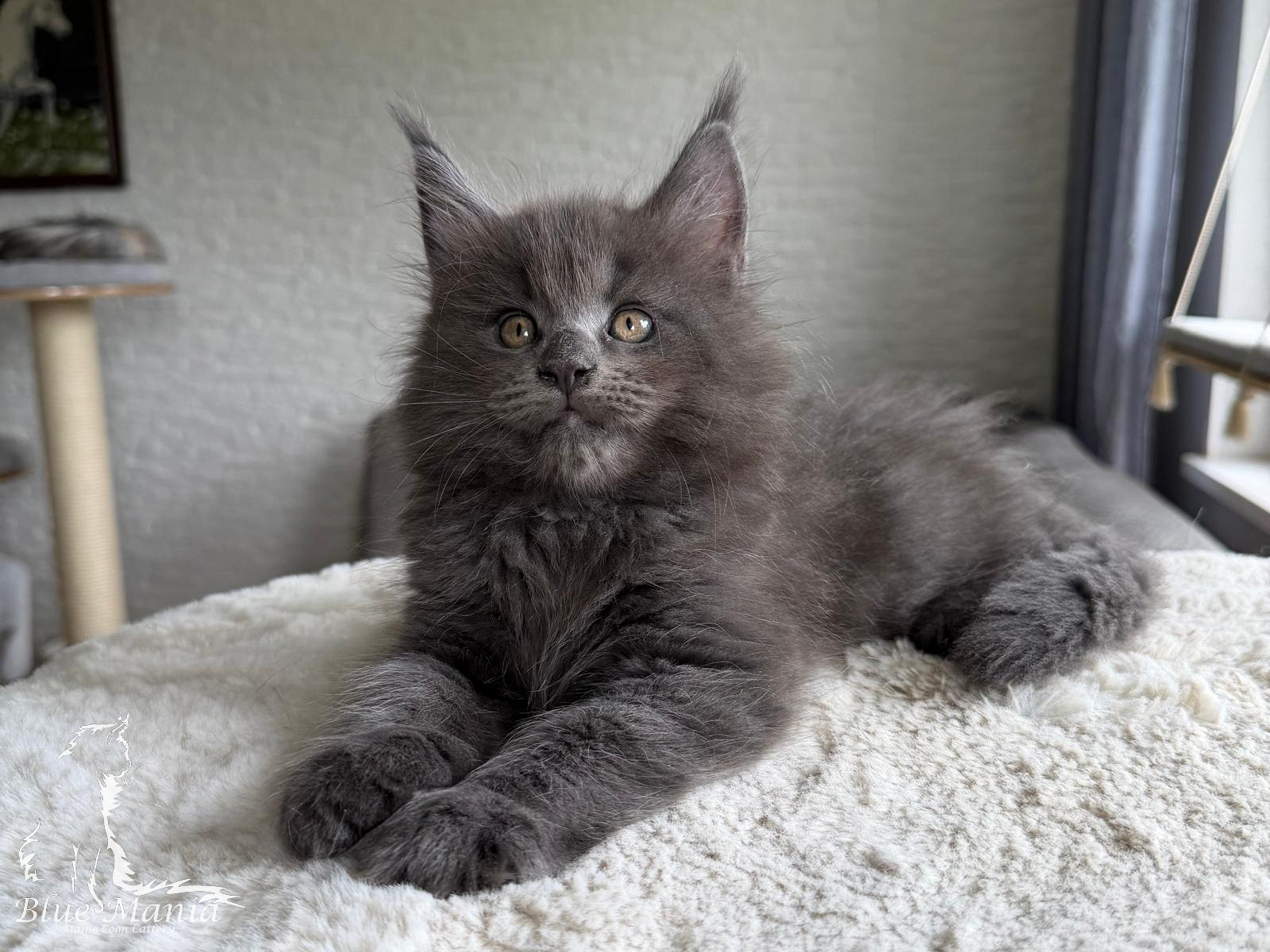 Julian – kocię Maine Coon, MCO as