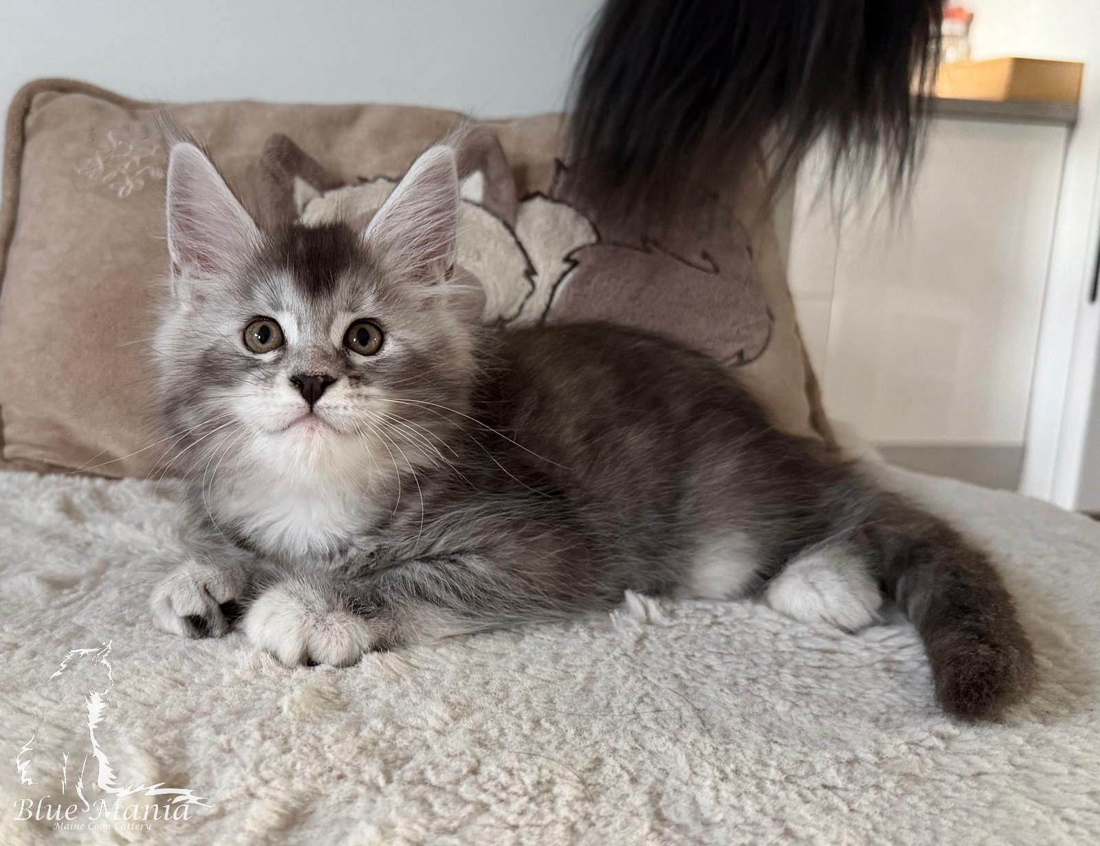 Jennefer – kocię Maine Coon, MCO fs 25