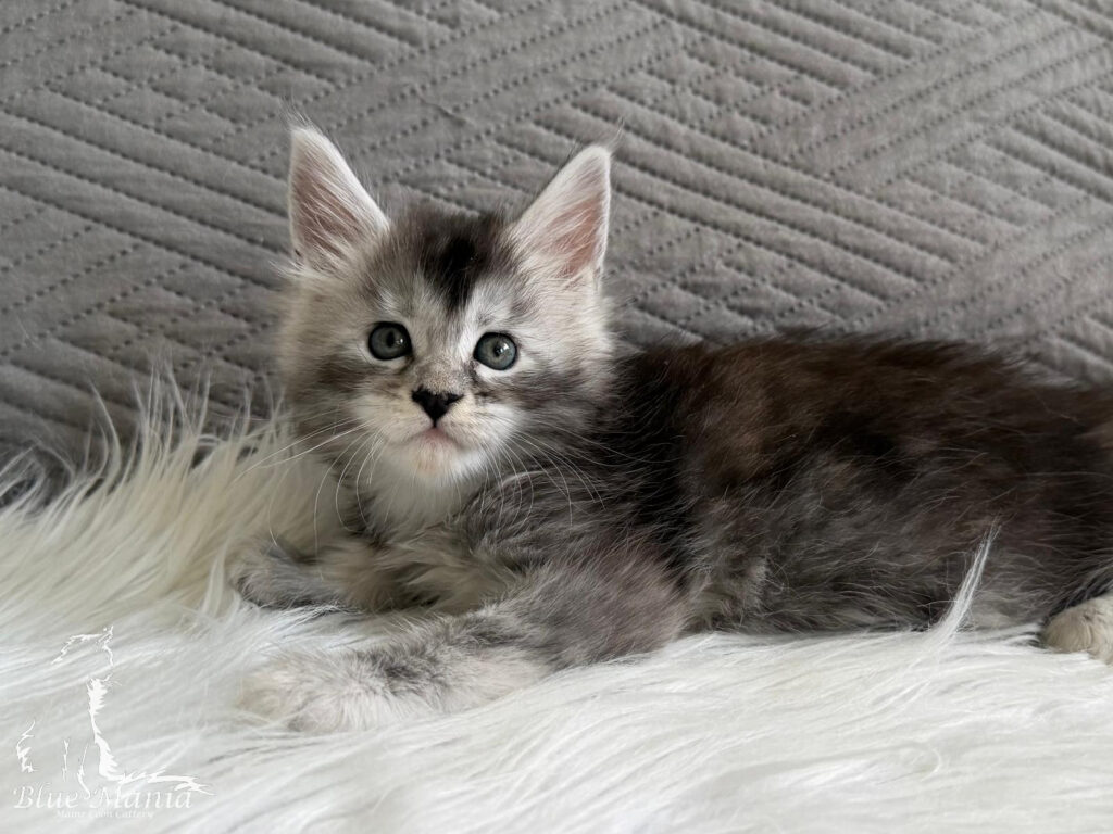 Jennefer Blue Mania*PL – kotka Maine Coon, MCO ns 22