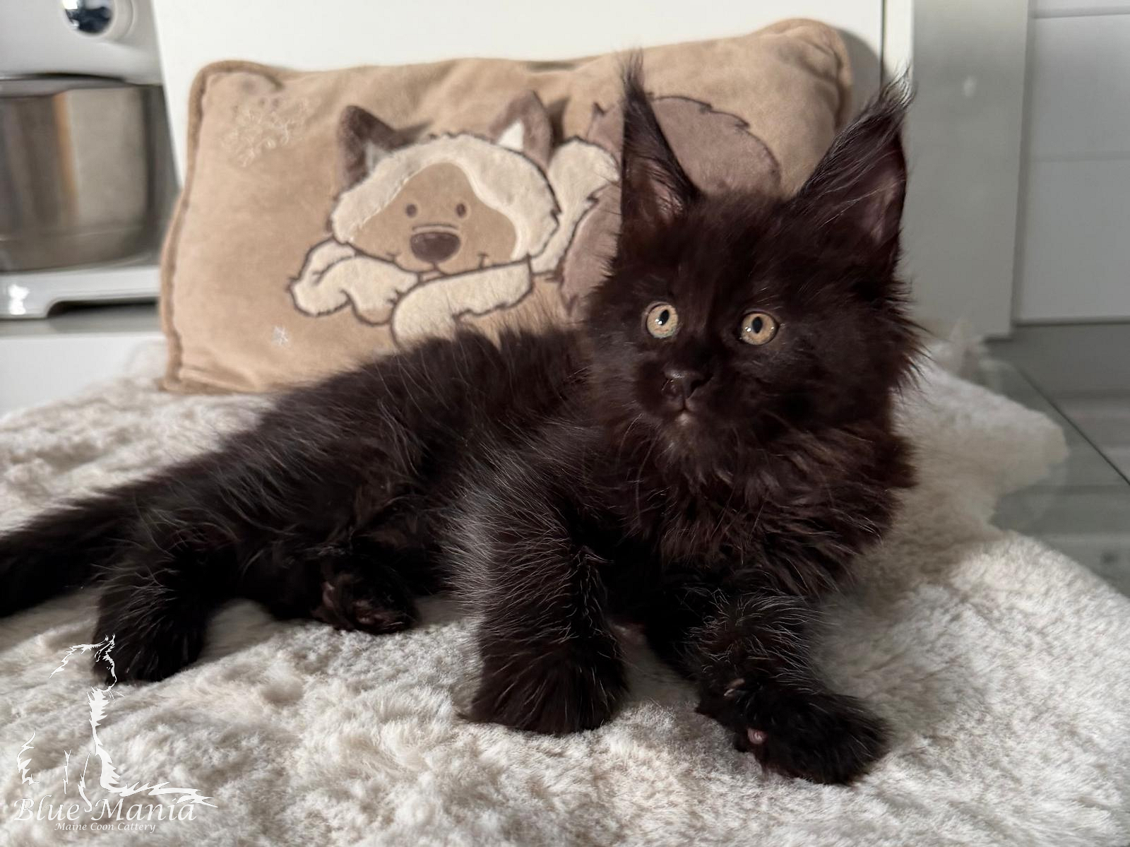 Janis – kocię Maine Coon, MCO ns