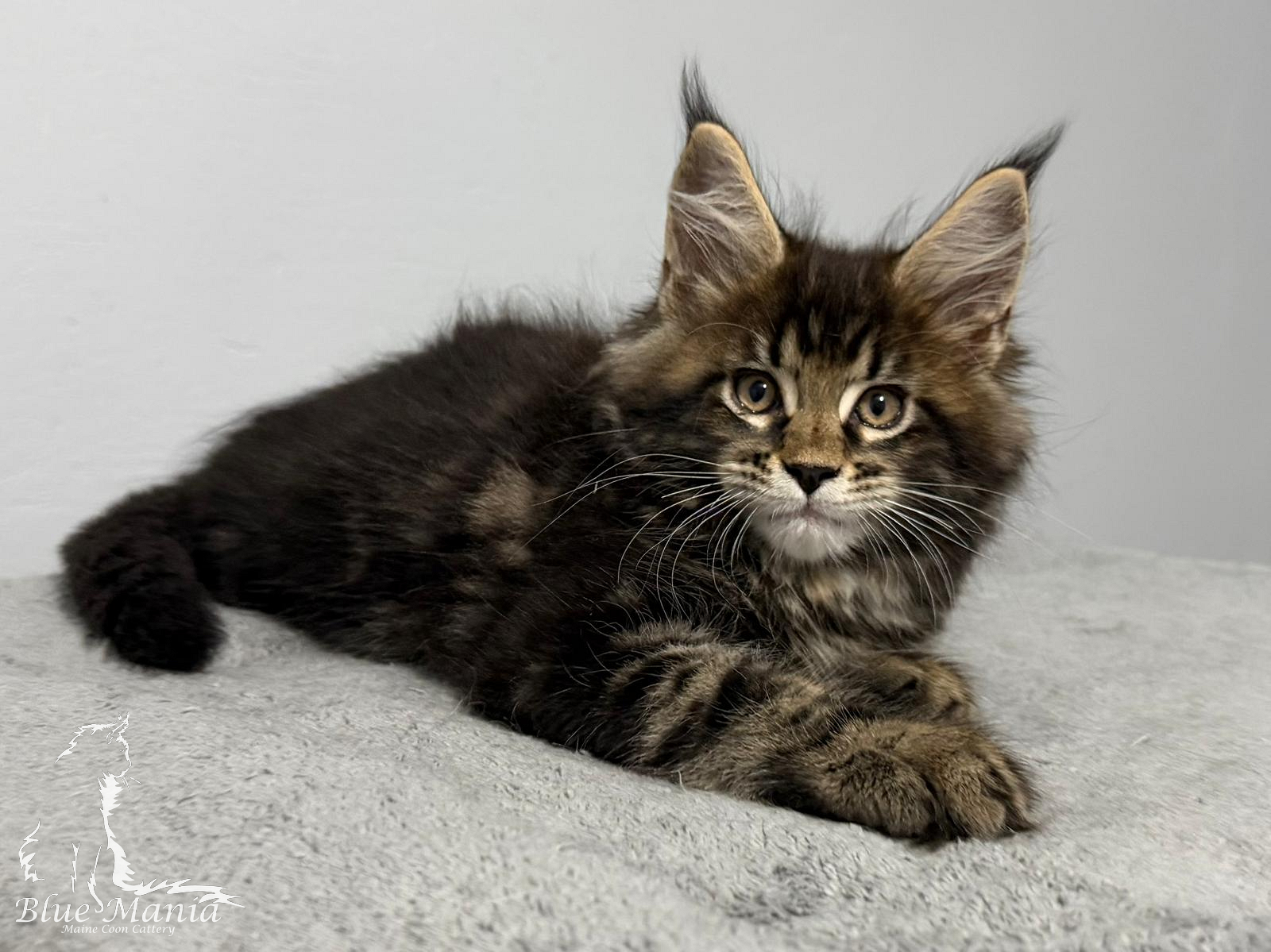 Jasper – kocię Maine Coon, MCO ns 22