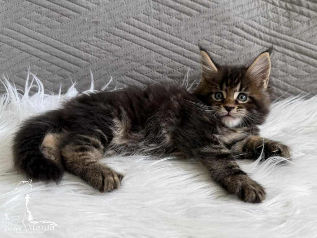 Jasper – kocię Maine Coon, MCO ns 22