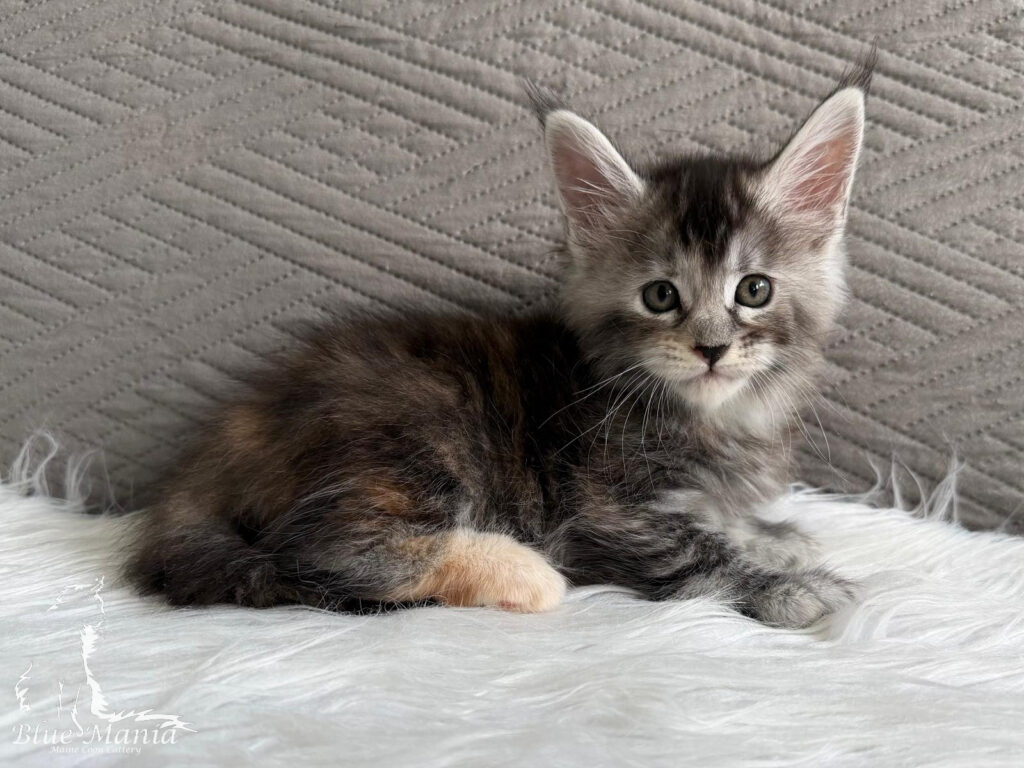 Jolie – kocię Maine Coon, MCO fs 22