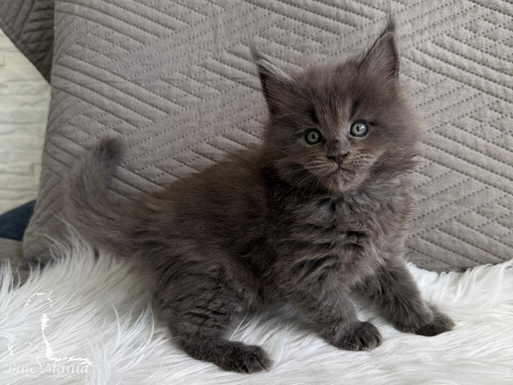Julian – kocię Maine Coon, MCO as