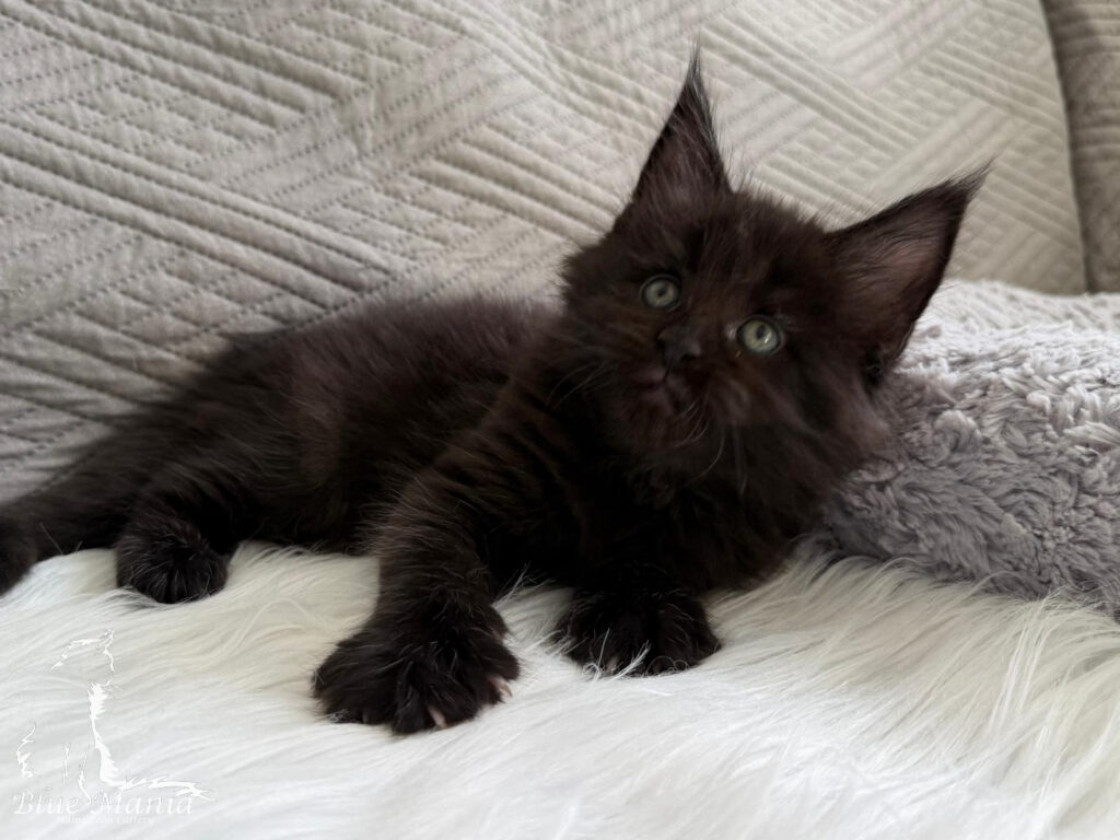 Jordan – kocię Maine Coon, MCO ns